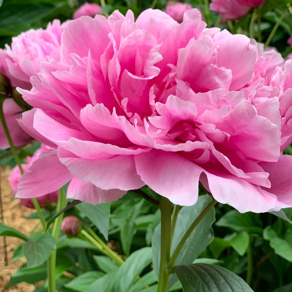 Meet your Posher, Cooper